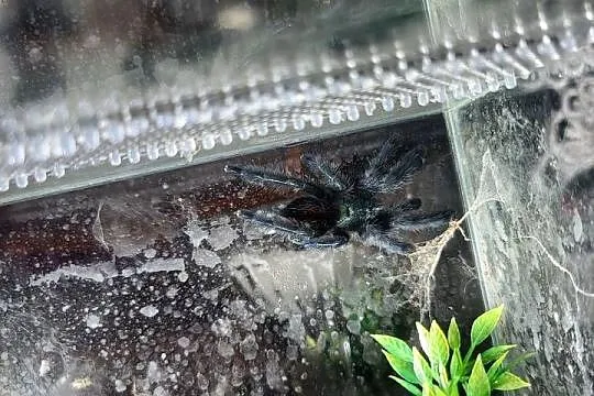 Coribena versicolor, Kujawsko-pomorskie, Włocławek