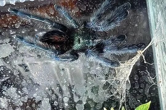 Coribena versicolor, Kujawsko-pomorskie, Włocławek