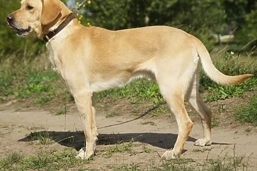 Reno :) pies, adopcja,  lubuskie Gorzów Wielkopols