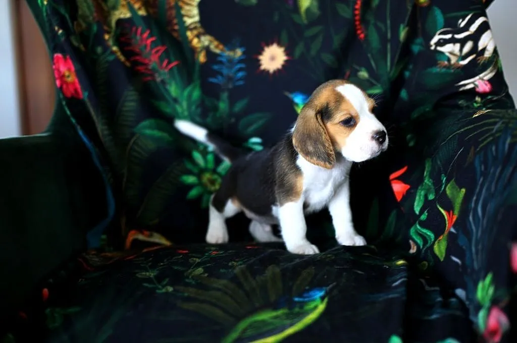BEAGLE-piękne szczeniaki po championach, ZKwP/ FCI, Dolnośląskie, Wrocław