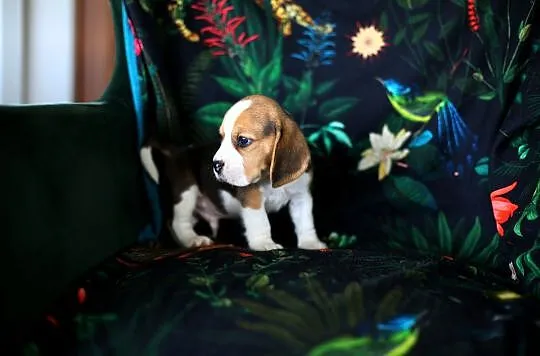 BEAGLE-piękne szczeniaki po championach, ZKwP/ FCI, Dolnośląskie, Wrocław