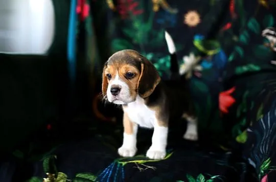 BEAGLE-piękne szczeniaki po championach, ZKwP/ FCI, Dolnośląskie, Wrocław