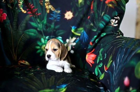 BEAGLE-piękne szczeniaki po championach, ZKwP/ FCI, Dolnośląskie, Wrocław