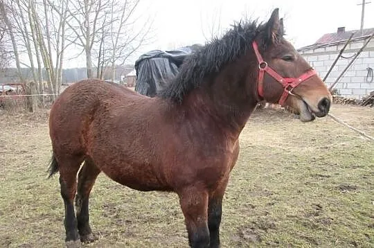 Sprzedam ogiera zimnokrwistego PEKAES