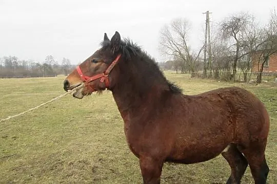 Sprzedam ogiera zimnokrwistego PEKAES