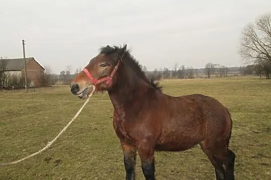Sprzedam ogiera zimnokrwistego PEKAES
