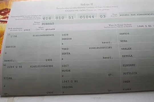 Sprzedam ogiera zimnokrwistego PEKAES