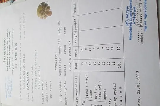 Sprzedam ogiera zimnokrwistego PEKAES