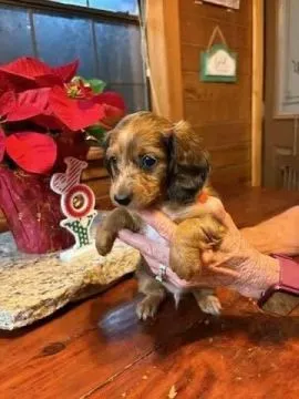 Piękne szczenięta jamnika do adopcji. Adres e-mail: {{babaraadressa29@gmail.com}., , Kraszów