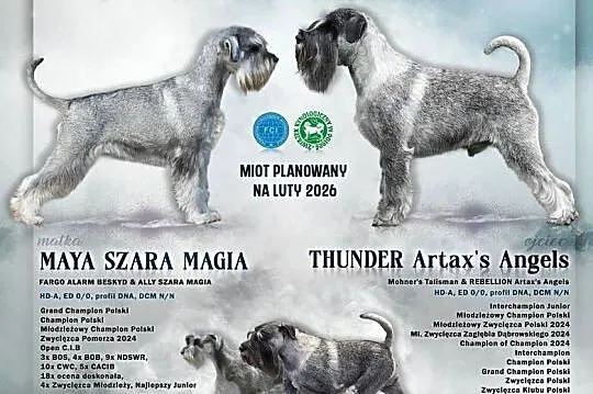 Sznaucer średni pieprz i sól