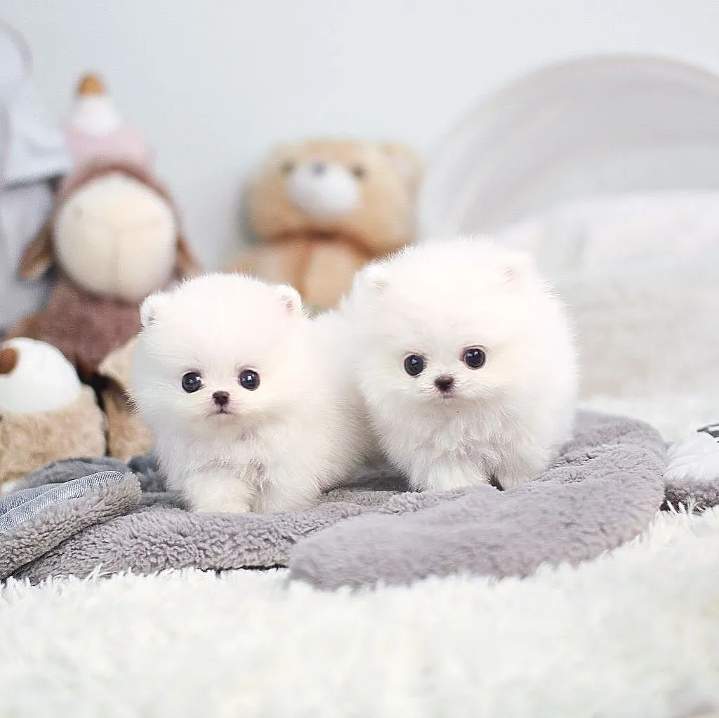 Pomeranian Sliczne malenkie szczenieta Miniaturka!!, Podkarpackie, Tarnobrzeg
