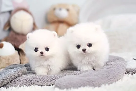 Pomeranian Sliczne malenkie szczenieta Miniaturka!!, Podkarpackie, Tarnobrzeg