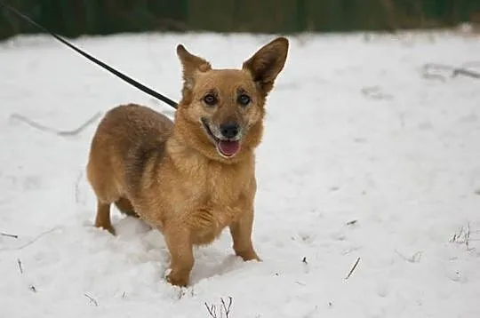 Wesoła,delikatna Foxy,wyjątkowej urody niskopodłog