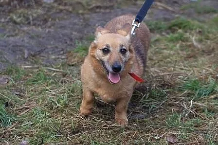 Wesoła,delikatna Foxy,wyjątkowej urody niskopodłog
