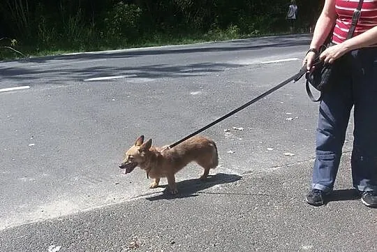 Wesoła,delikatna Foxy,wyjątkowej urody niskopodłog
