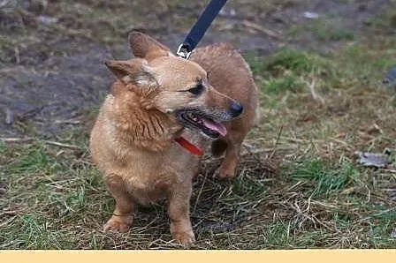Wesoła,delikatna Foxy,wyjątkowej urody niskopodłog