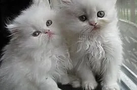 Piękne kocięta perskie, Perlejewo