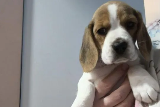 Wyjątkowa suczka beagle  z łagodnym charakterem chip i rodowód
