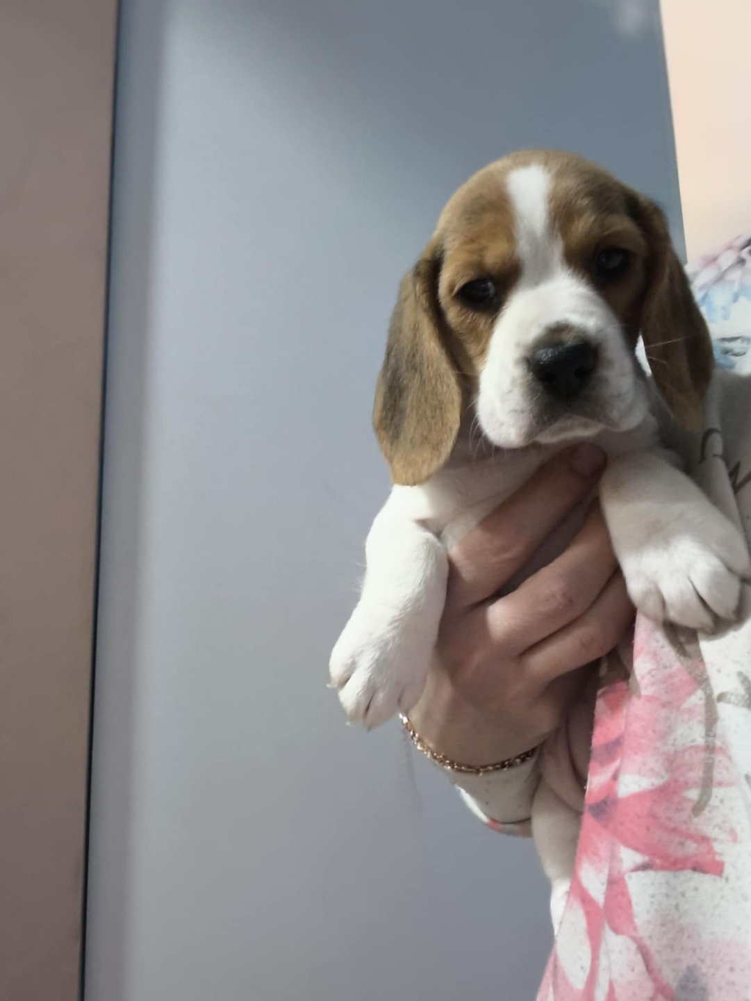 Wyjątkowa suczka beagle z łagodnym charakterem chip i rodowód ...