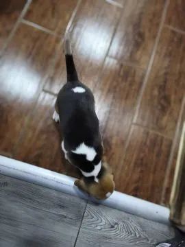 Wyjątkowa suczka beagle  z łagodnym charakterem chip i rodowód, , Przytkowice