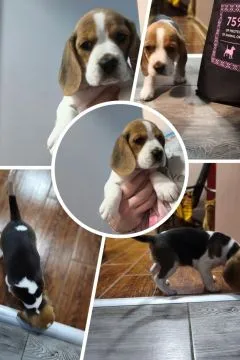 Wyjątkowa suczka beagle  z łagodnym charakterem chip i rodowód, , Przytkowice
