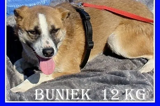 12kg,średni,przyjazny,wesoły pies BUNIEK.Adopcja,  dolnośląskie Wrocław