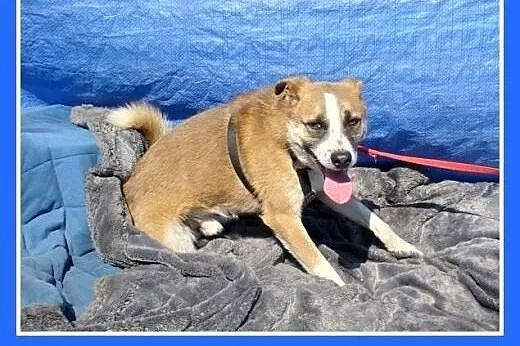 12kg,średni,przyjazny,wesoły pies BUNIEK.Adopcja, 