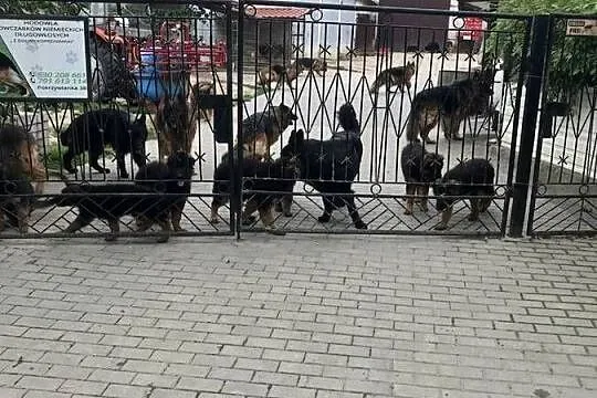 Owczarek niemiecki długowłosy mocnej budowy grubej kości szczeniaki, Świętokrzyskie, Klimontów