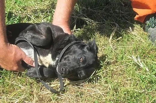 Aronia do pokochania od zaraz ,  Kundelki cała Pol