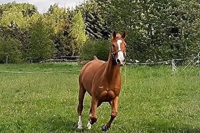 Sprzedam wałacha, Podkarpackie, Rzeszów