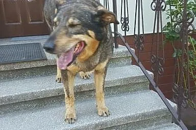 Lucky po stracie opiekunki szuka domku,  mazowieck