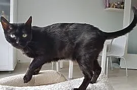 Kot bengalski - czarny na szczęście, Konin
