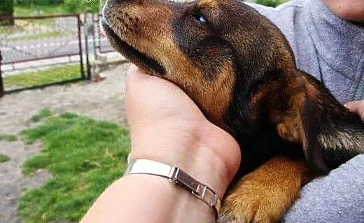 Pilne! Młodziutka suczka Agatka - szuka domu - ma
