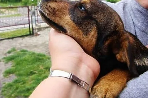 Pilne! Młodziutka suczka Agatka - szuka domu - ma 