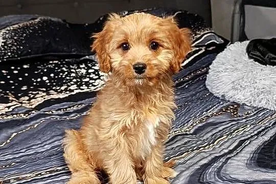 Cavapoo suczka