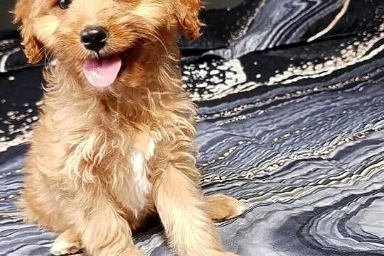 Cavapoo suczka, Świętokrzyskie, Szczaworyż