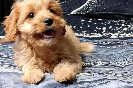 Cavapoo suczka, Świętokrzyskie, Szczaworyż