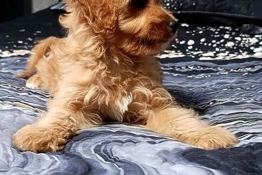 Cavapoo suczka, Świętokrzyskie, Szczaworyż