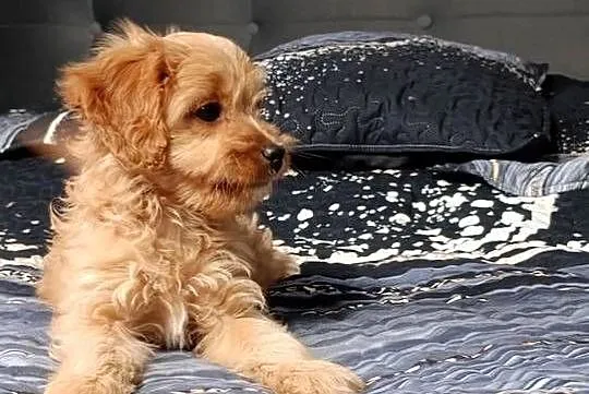 Cavapoo suczka, Świętokrzyskie, Szczaworyż