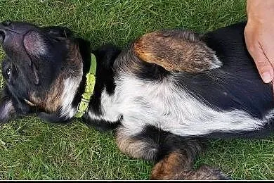 Ok. 1,5-roczna nieduża Lukrecja vel. Luśka szuka d