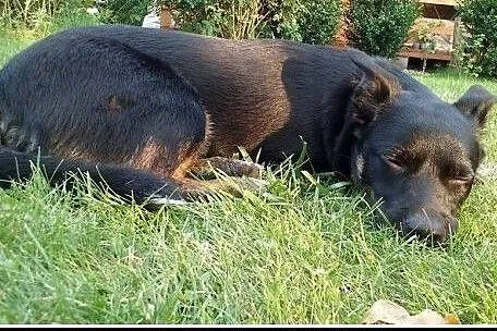 Ok. 1,5-roczna nieduża Lukrecja vel. Luśka szuka d