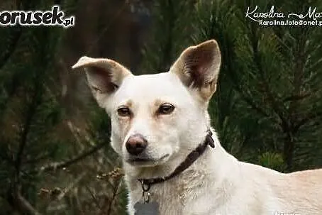 MILKA - biała sunia, już 2 lata czeka na dom..
