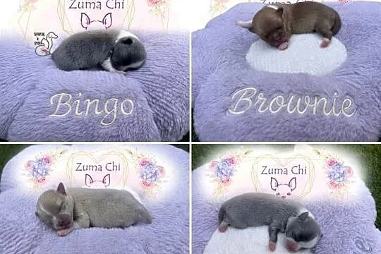 Chihuahua chłopcy