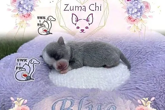 Chihuahua chłopcy, Mazowieckie, Warszawa