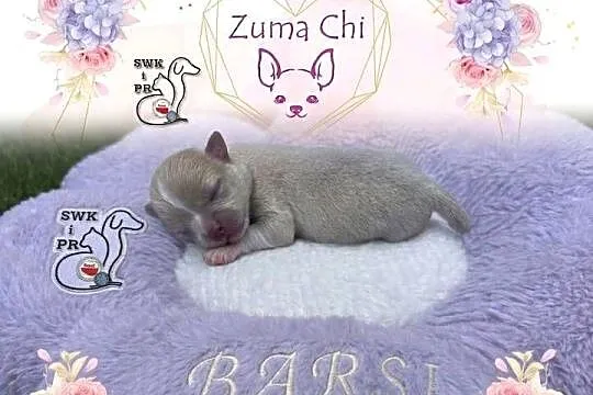Chihuahua chłopcy, Mazowieckie, Warszawa
