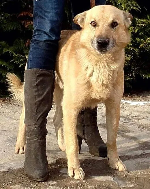 Zeus, niezwykle przyjazny biszkoptowy przytulas sz