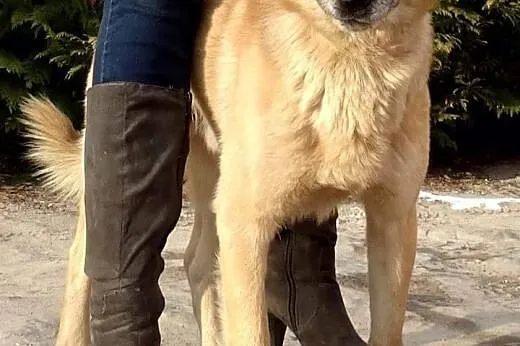 Zeus, niezwykle przyjazny biszkoptowy przytulas sz