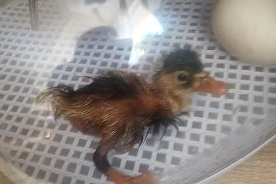 Sprzedam jajka lęgowe biegusow i mix staropolskiej
