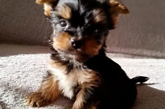 Yorkishe terrier piesek samiec