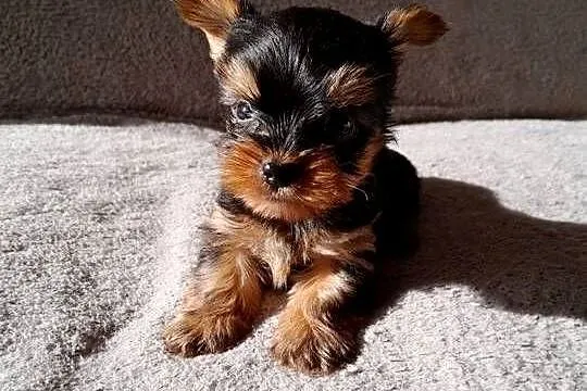 Yorkishe terrier piesek samiec, Śląskie, Żory